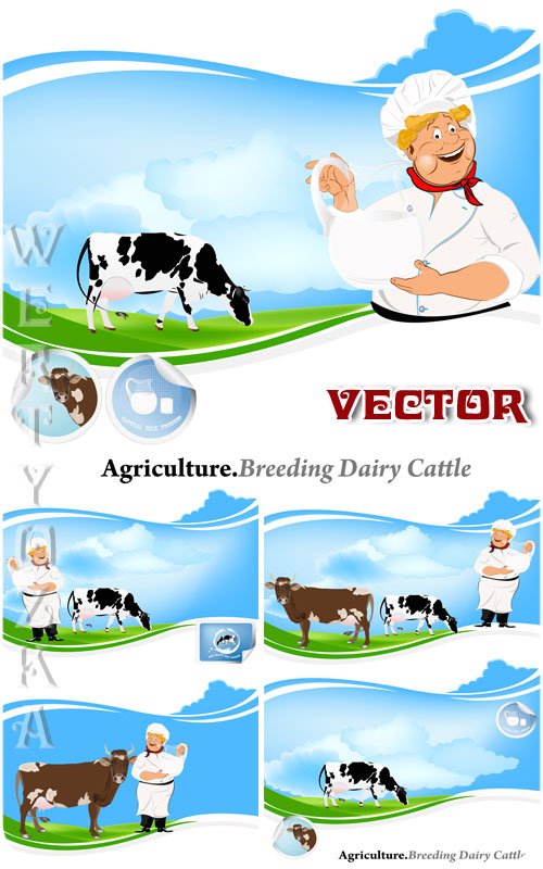 ,   / Breeding dairy cattle - vector clipart