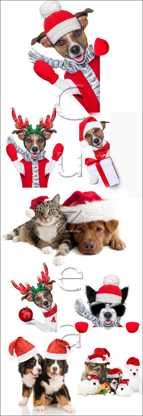 Christmas animals - stock photo