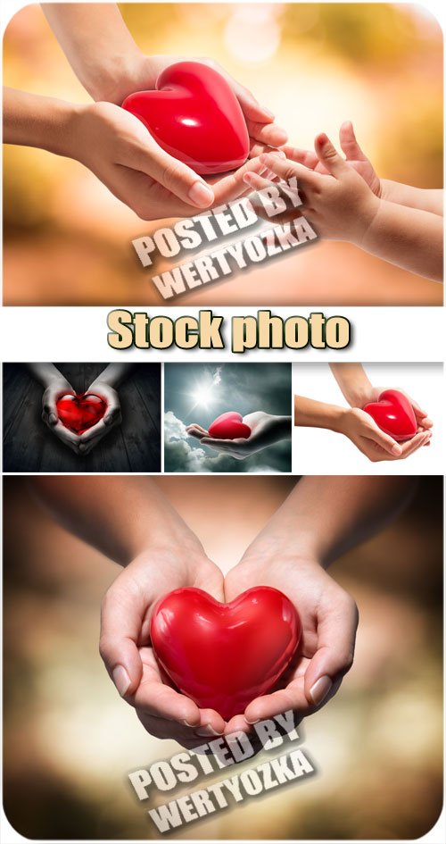     / Red cardiovascual in hands - stock photo