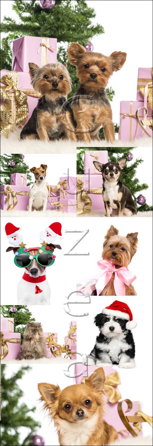Christmass tree and dogs - stock photo