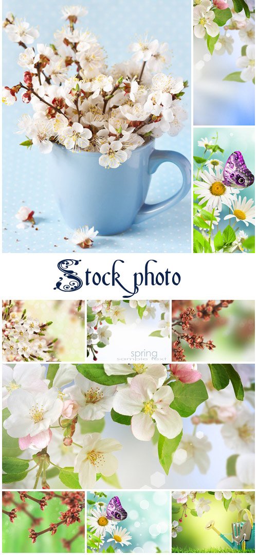 Spring backgrounds with flowers- stock photo