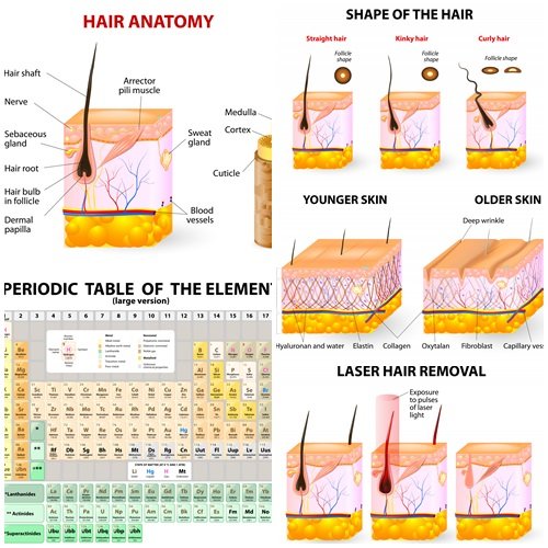 Shape of the hair and hair anatomy - vector stock
