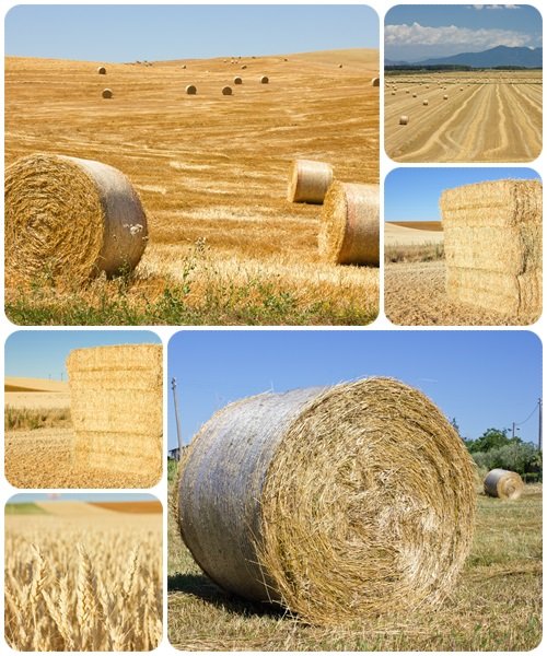 Field of wheat  - stock photo